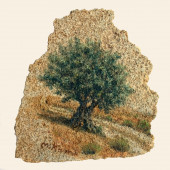 עץ הזית על אבן כורכר